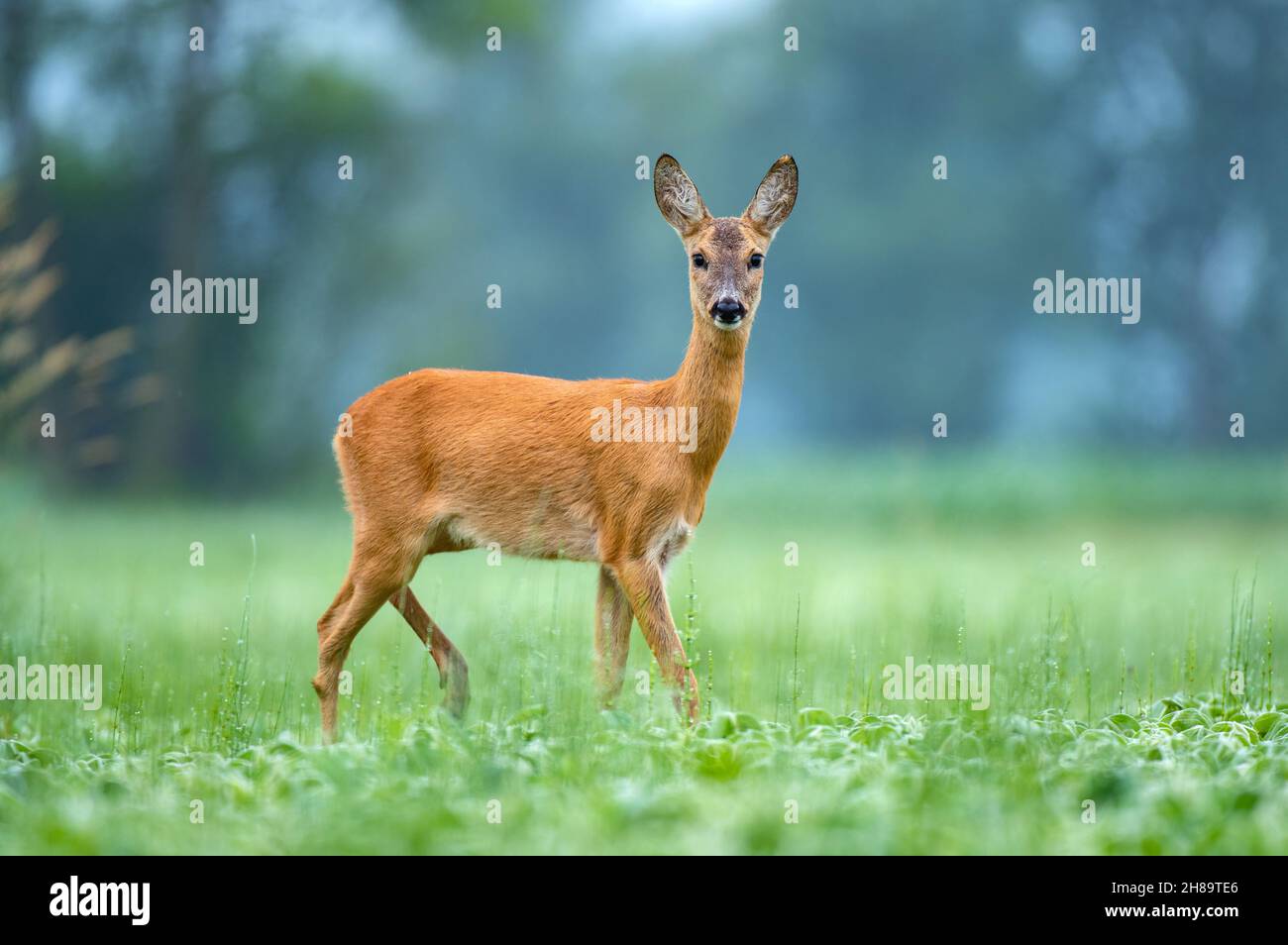 Female roe deer standing in a field and looking at the camera Stock Photo
