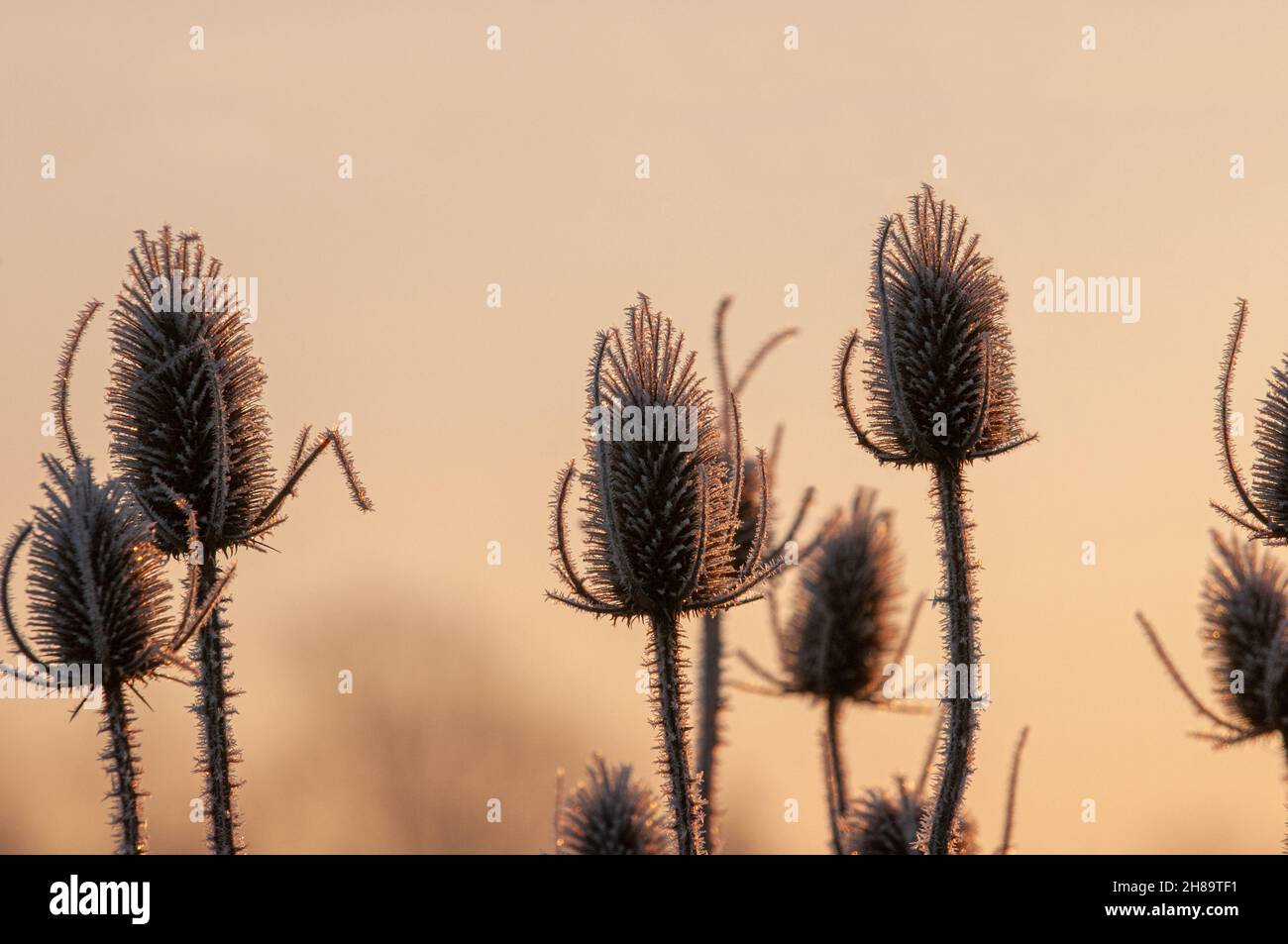 Frost covered dipsacus plants (Wild teasel) back list by warm early morning winter sun Stock Photo