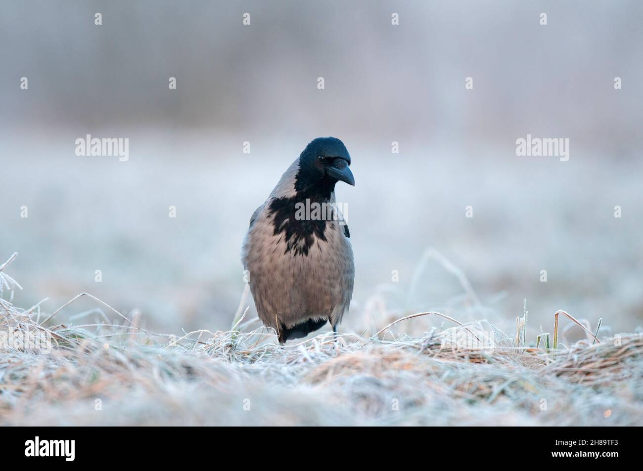 Hooded crow standing in a forst covered field and searching for food Stock Photo