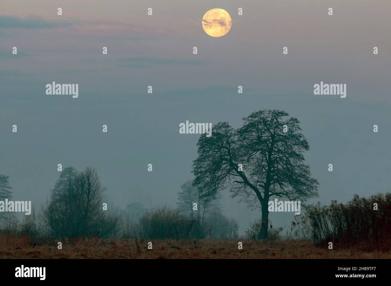 Moon rising above a tree and landscape in early evening Stock Photo
