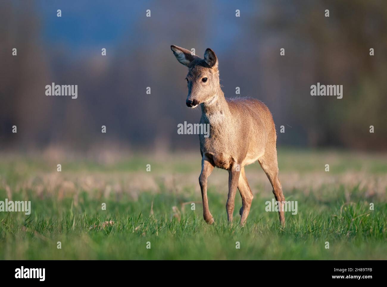 Wild female roee deer (Capreolus capreolus) walking across the field Stock Photo