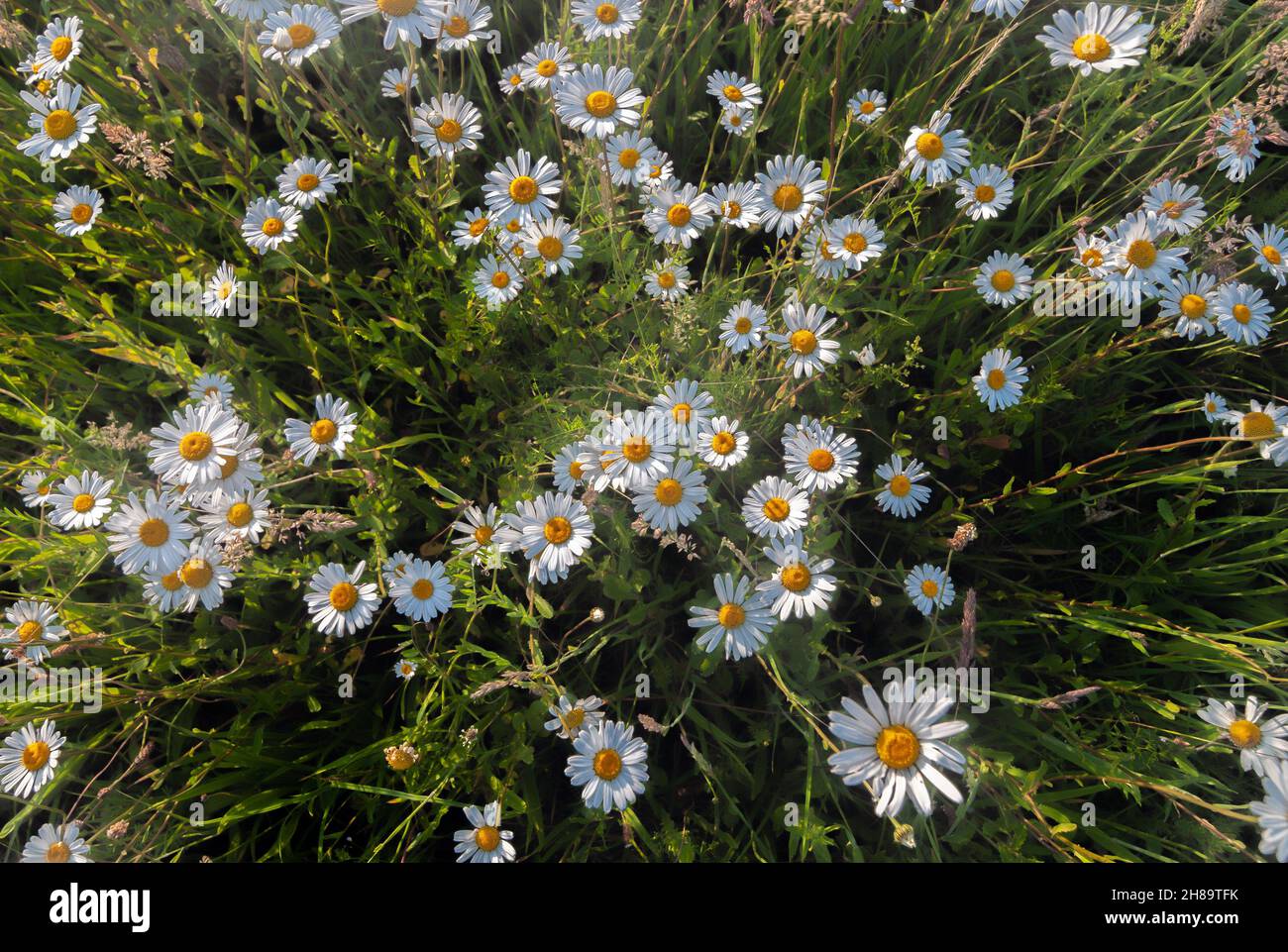 Close up photo of beautiful wild daisies growing in a field Stock Photo