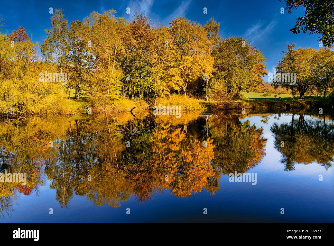 A mesmerizing view of colors of autumn in the forest with beautiful ...