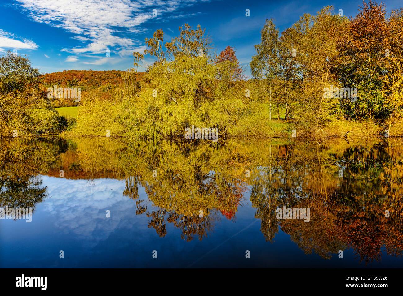 A mesmerizing view of colors of autumn in the forest with beautiful ...