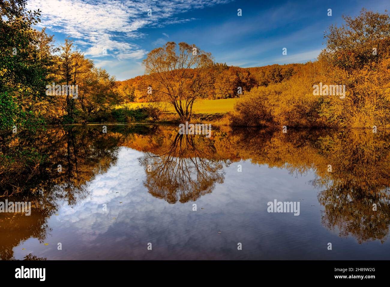 A mesmerizing view of colors of autumn in the forest with beautiful ...
