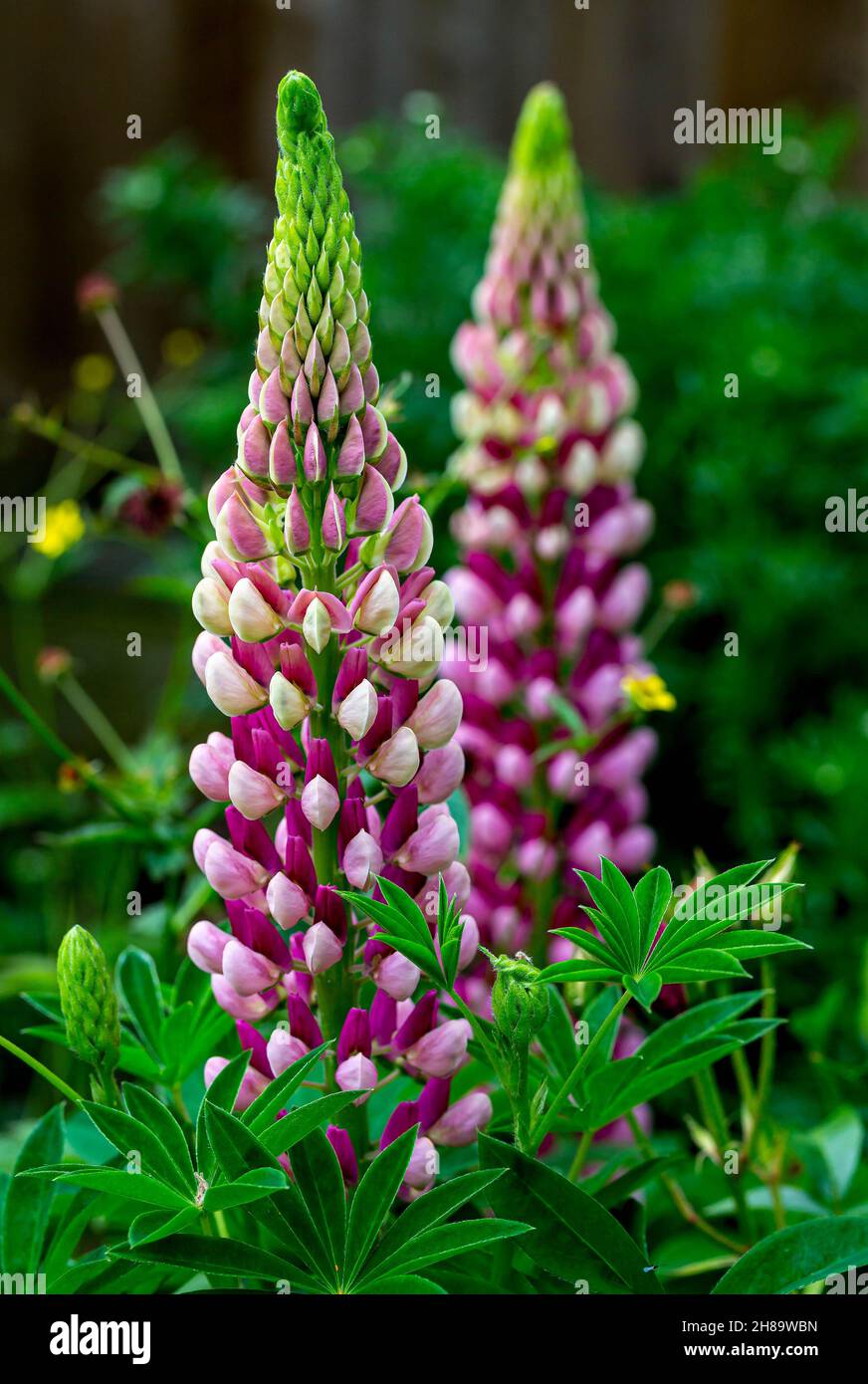 Pink Lupins in an English country garden Stock Photo