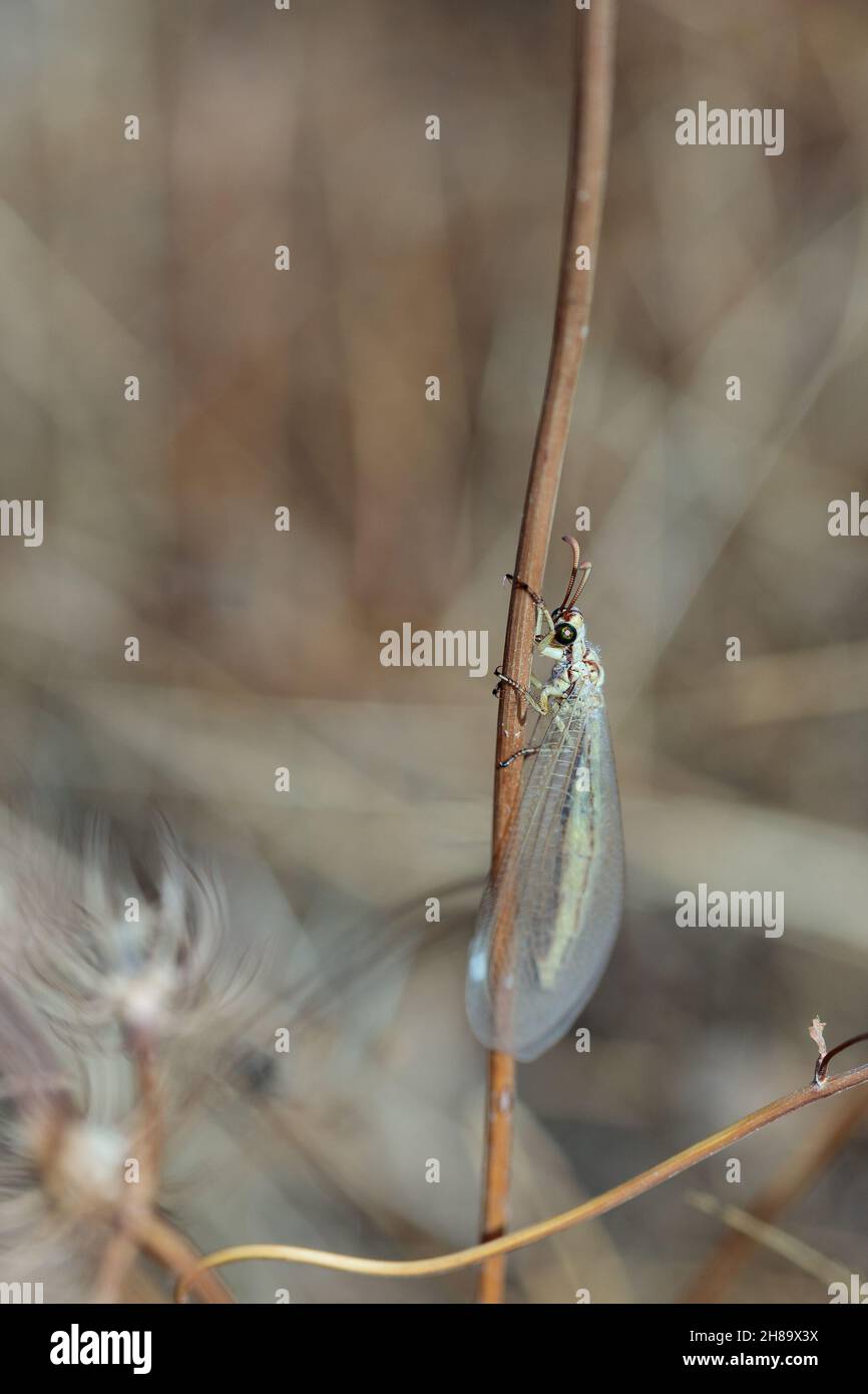 Antlion, (family Myrmeleontidae). Insect in its natural environment. Stock Photo