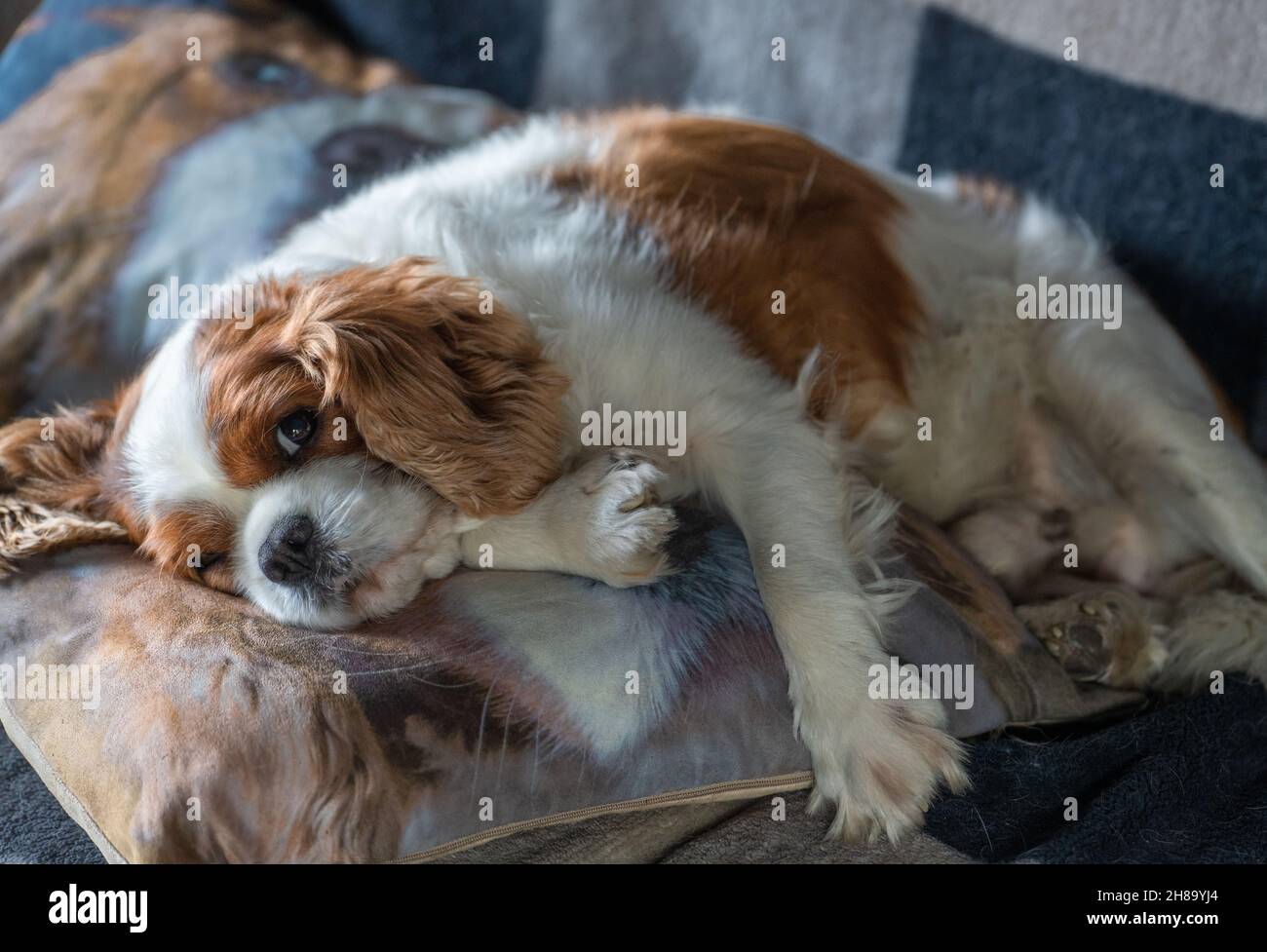 Portrait of a Cavalier King Charles Spaniel dog laying on a cushion Stock Photo