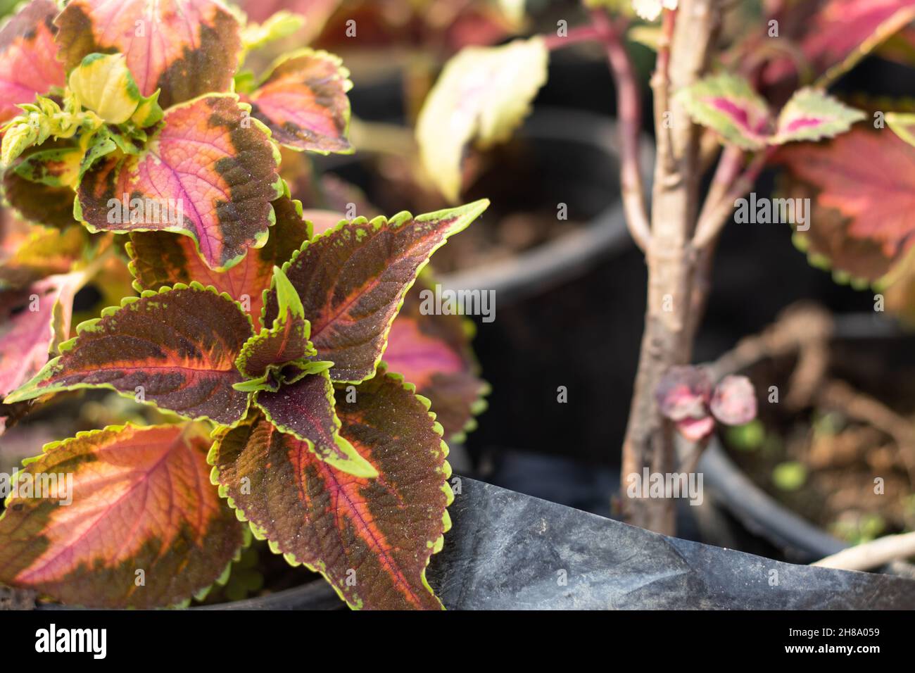 Colorful leaves Of Coleus Genus Of Lamiaceae Family With Pattern And Textured Shades Of Purple, Red, Orange, Pink, Green And Yellow Stock Photo