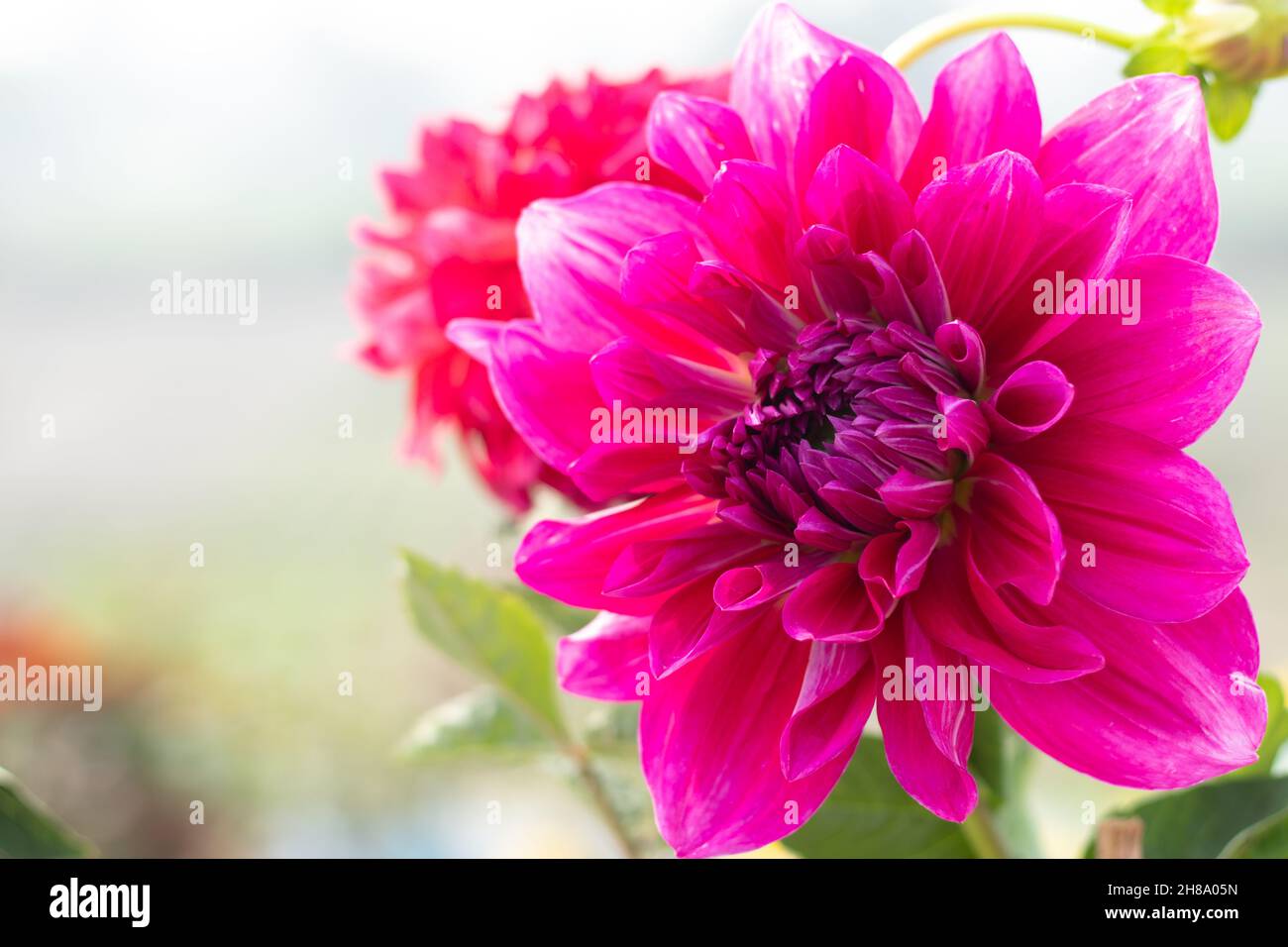 Pink Colored Fubuki Also Known As Dahlia, Dalia Phool With Wither, Faded Or Shrivel Petals. Is Genus Of Sunflower, Asteraceae Family. Bright Flower In Stock Photo