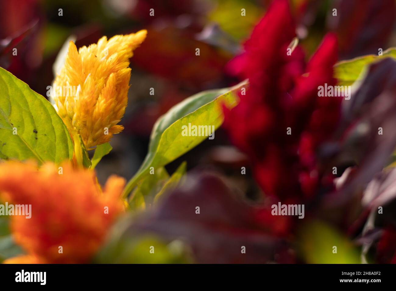 Selective Focus On Plumed Yellow Argentea Celosia Plumosa Flower Also Known As Chinese Wool, Amaranthus, Amarnath Wool, Indian Murga Phool On Colorful Stock Photo