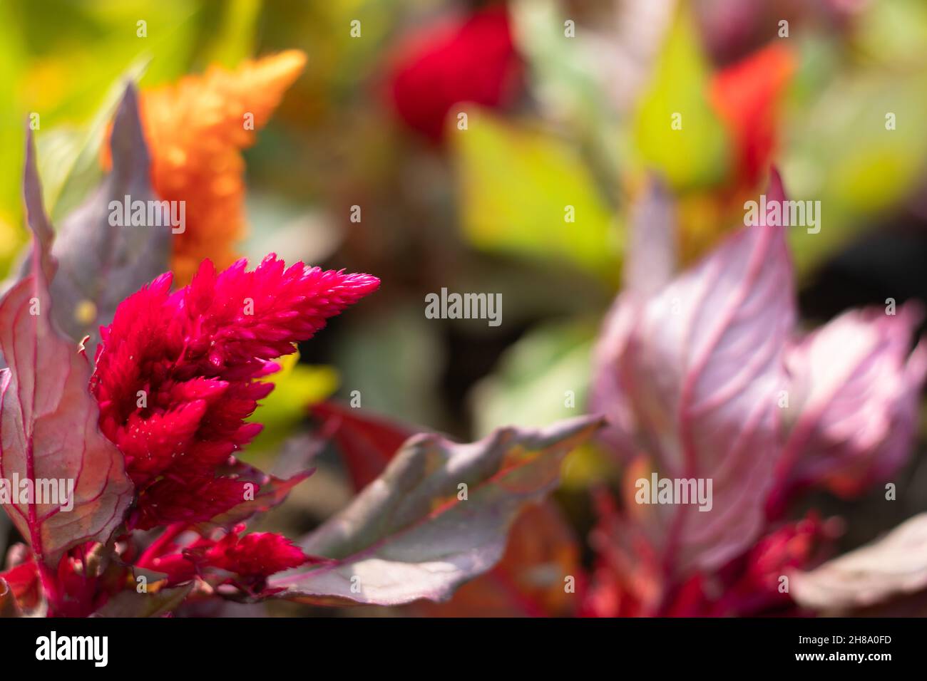 Selective Focus On Plumed Red Argentea Celosia Plumosa Flower Also Known As Chinese Wool, Amaranthus, Amarnath Wool, Indian Murga Phool On Colorful Fl Stock Photo