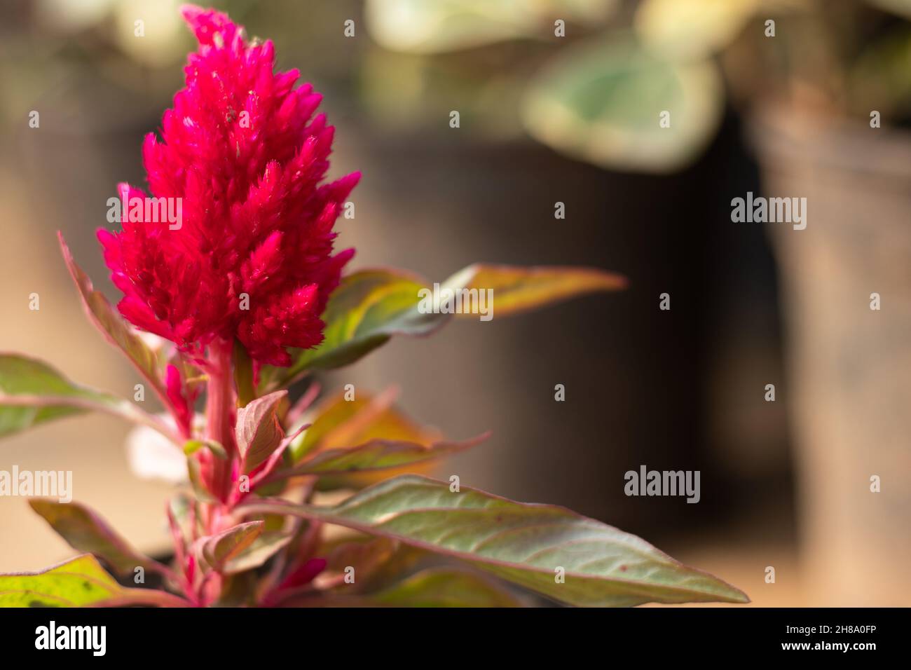 Selective Focus On Plumed Red Argentea Celosia Plumosa Flower Also Known As Chinese Wool, Amaranthus, Amarnath Wool, Indian Murga Phool On Colorful Fl Stock Photo