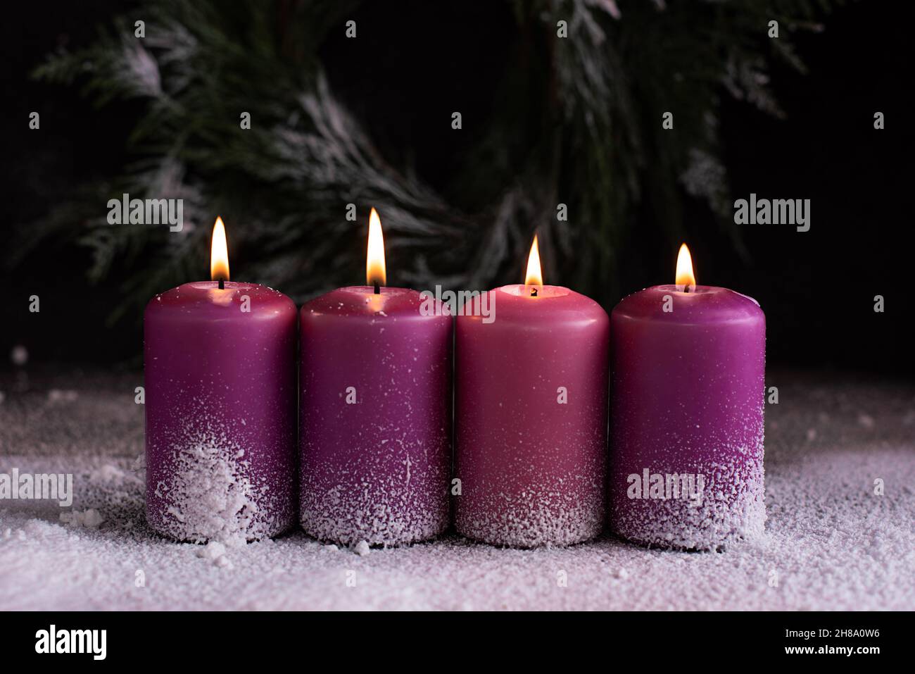 Four burning pink and purple advent candles and Christmas wreath