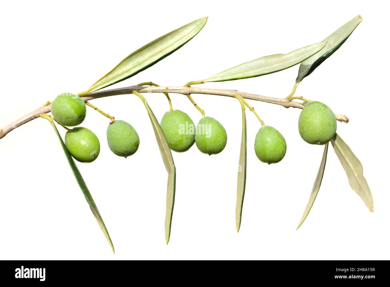 An olive branch with green leaves and green olives, isolated against a ...