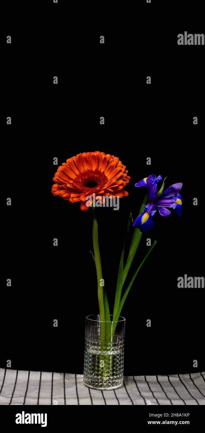 Blue iris and red chrysanthenum in glass transparent vase Stock Photo