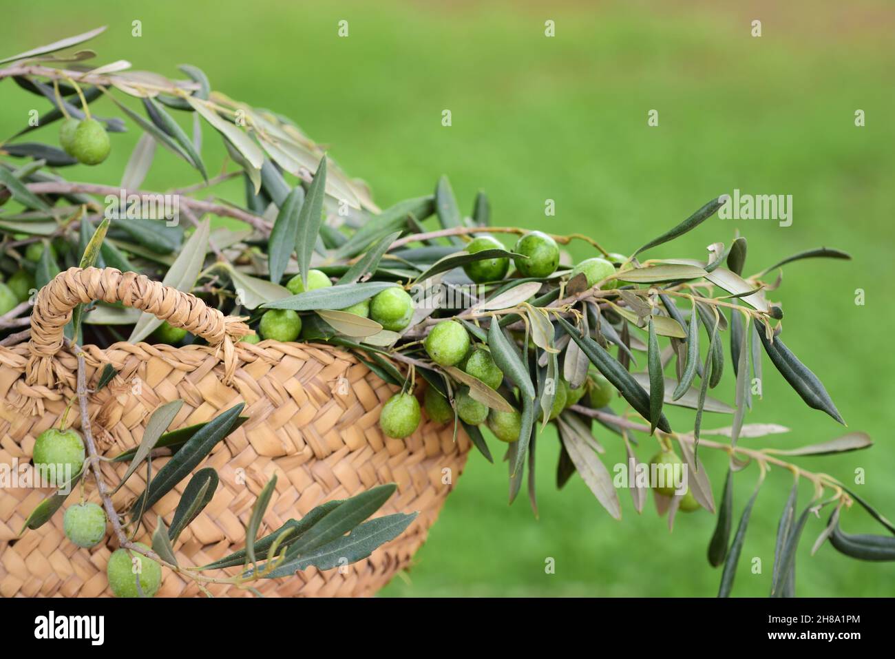 Twigs with fresh olive trees lie in a wicker basket against a green