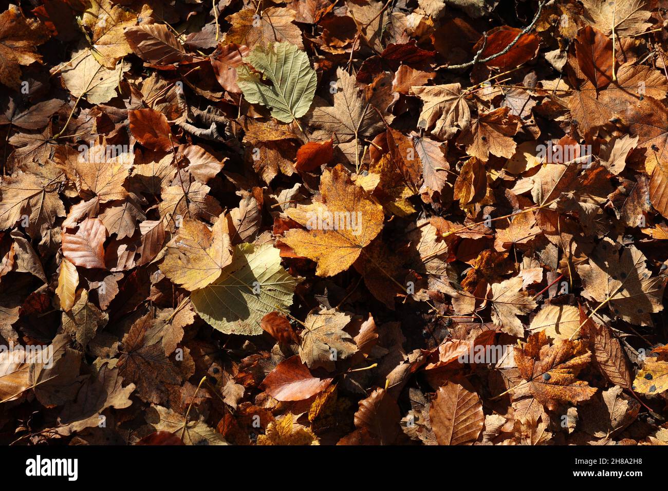 Fallen yellow leaves in the forest in autumn Stock Photo - Alamy