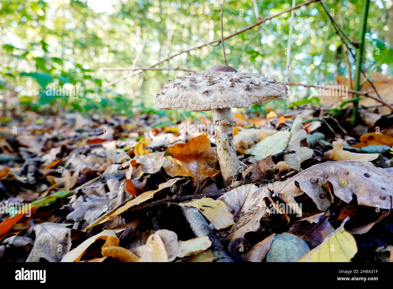 Gemeiner Riesenschirmling, Parasol oder Riesenschirmpilz (Macrolepiota procera) wächst zwischen dem Laub verschiedener Laubbäume, Niedersachsen, Deuts Stock Photo