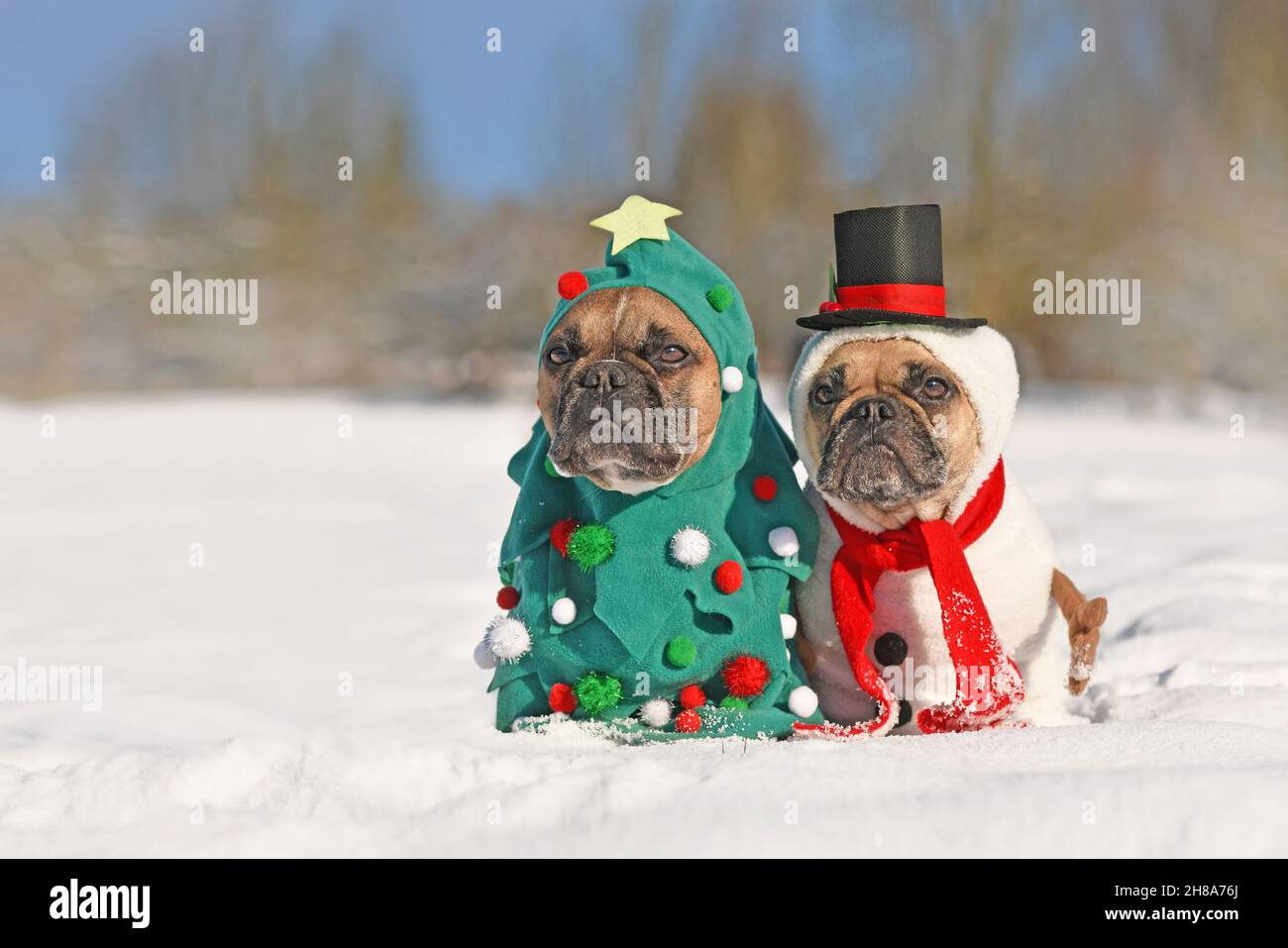Funny dogs in Christmas costumes. Two French Bulldogs dresses up as Christmas tree and snowman in snow Stock Photo