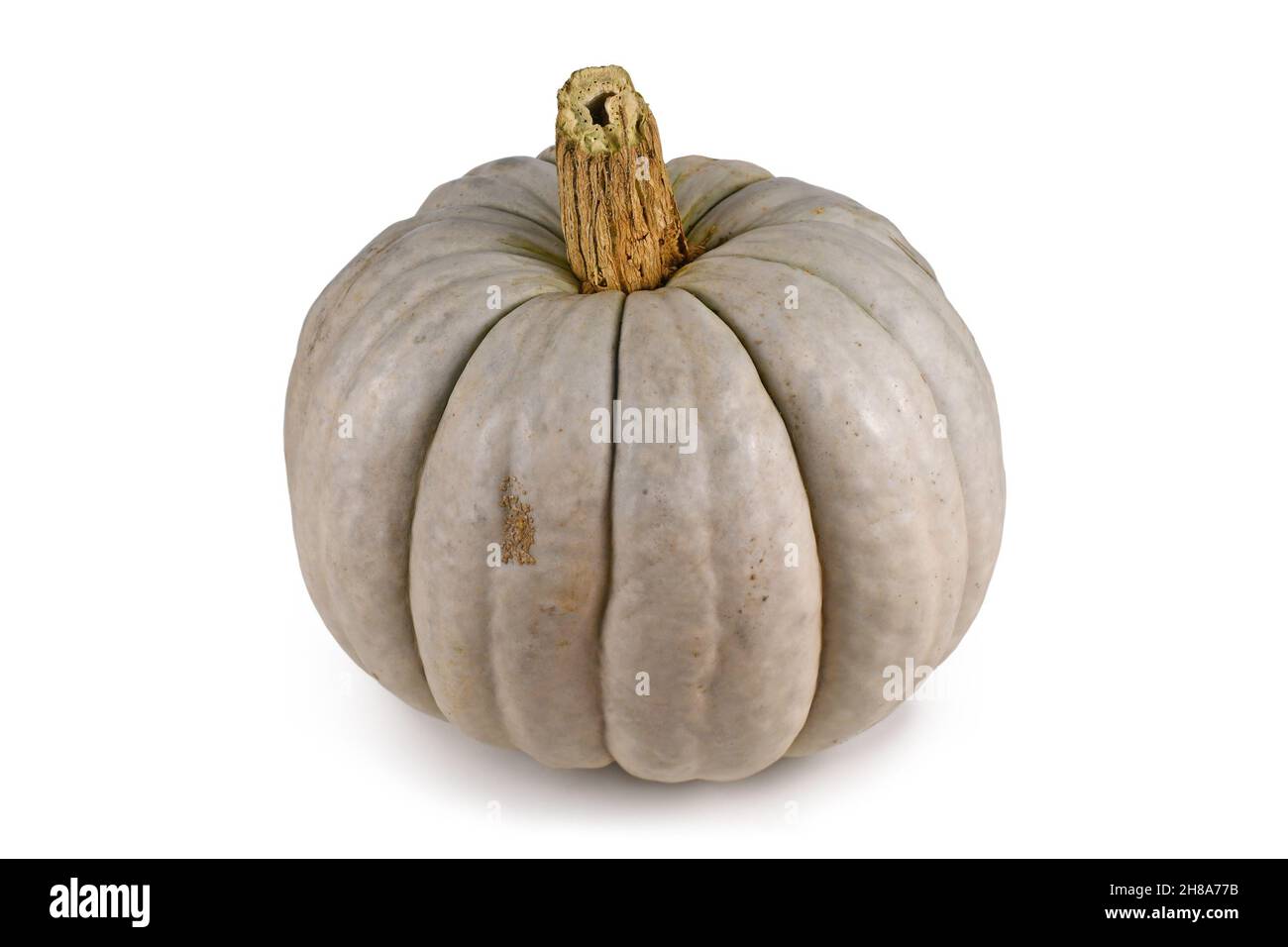 Single gray Muscat pumpkin on white background Stock Photo