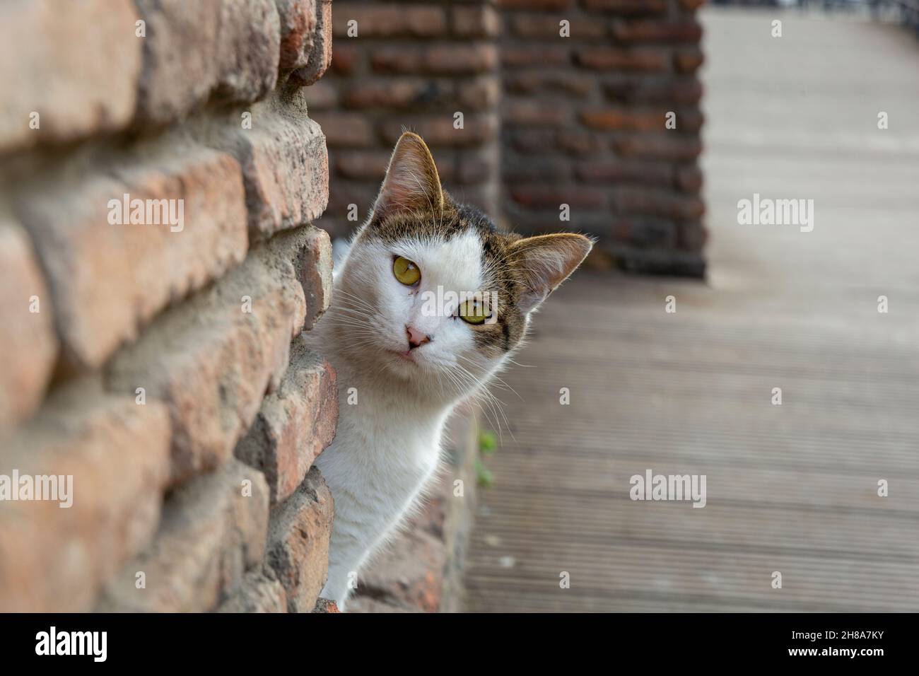 A funny white cat with colorful back peeks out from behind an old red brick wall Stock Photo