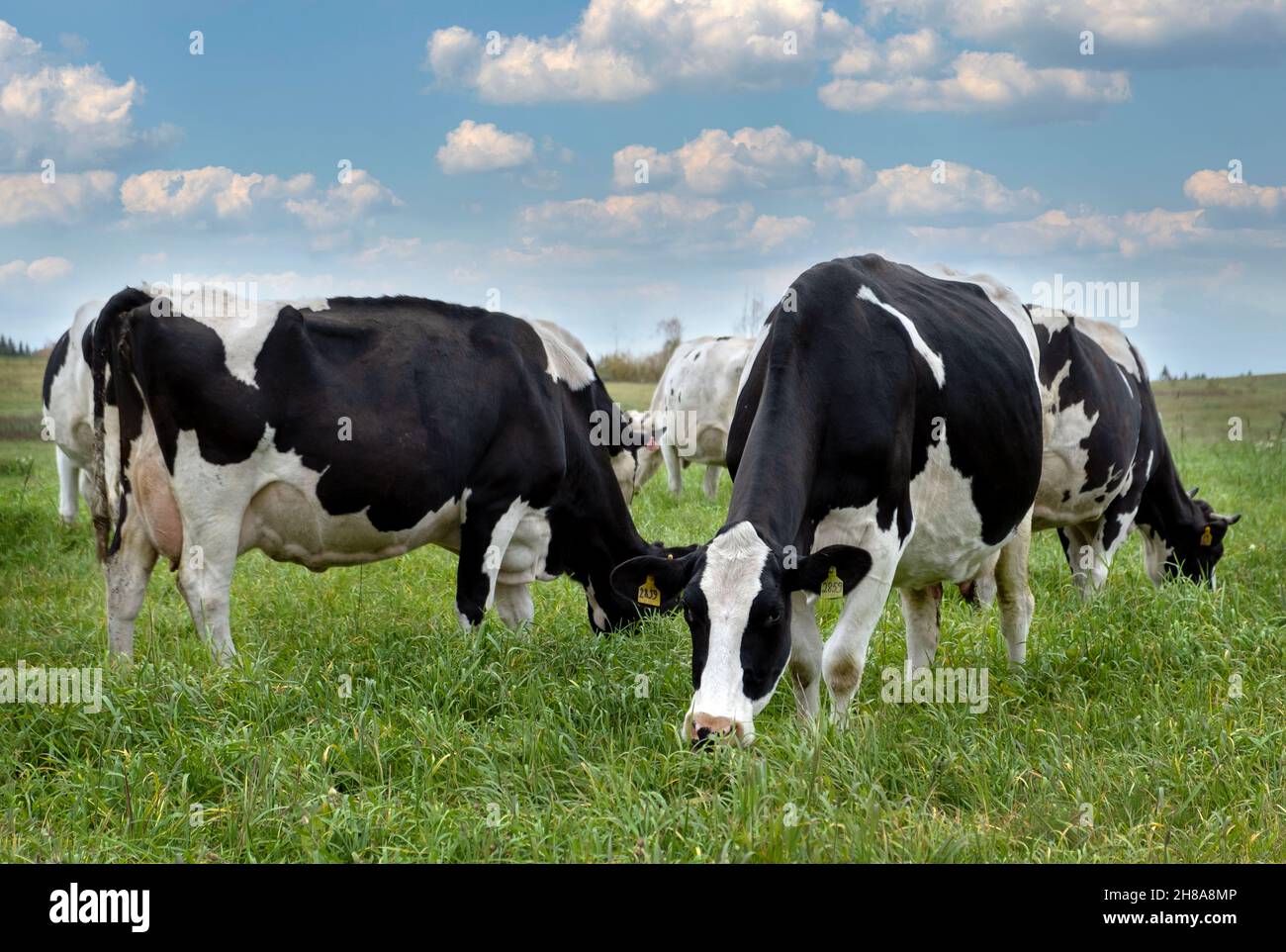 Udder black white spotted hi-res stock photography and images - Alamy