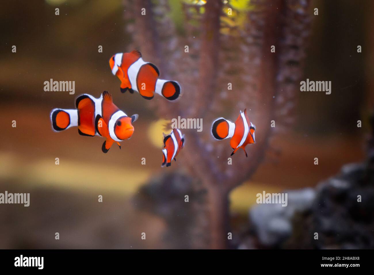 Five clown fishes in aquarium with corral on the background. Stock Photo