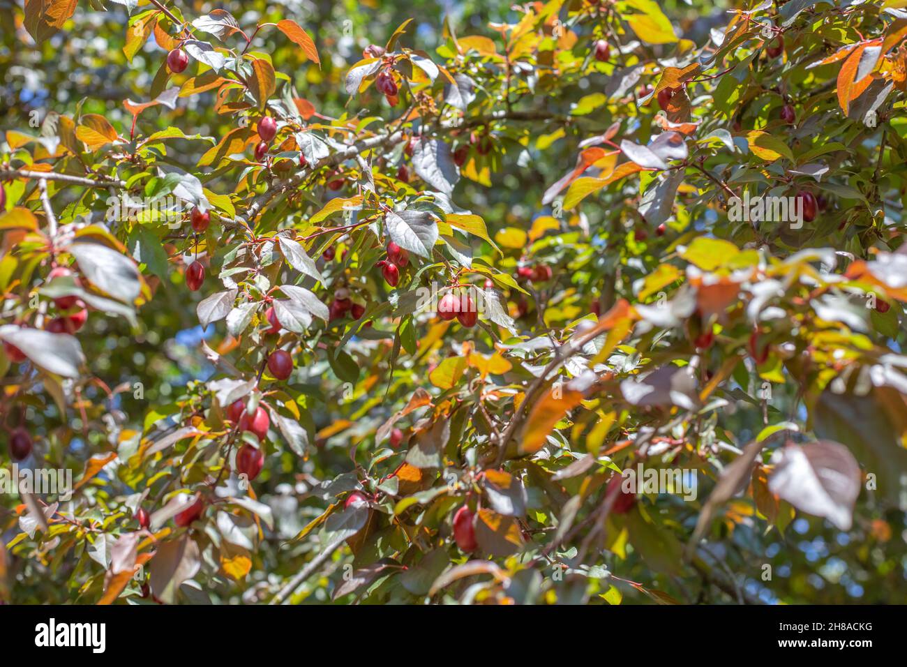 An orchard with fruitbearing trees. Red cherry plum berries on tree
