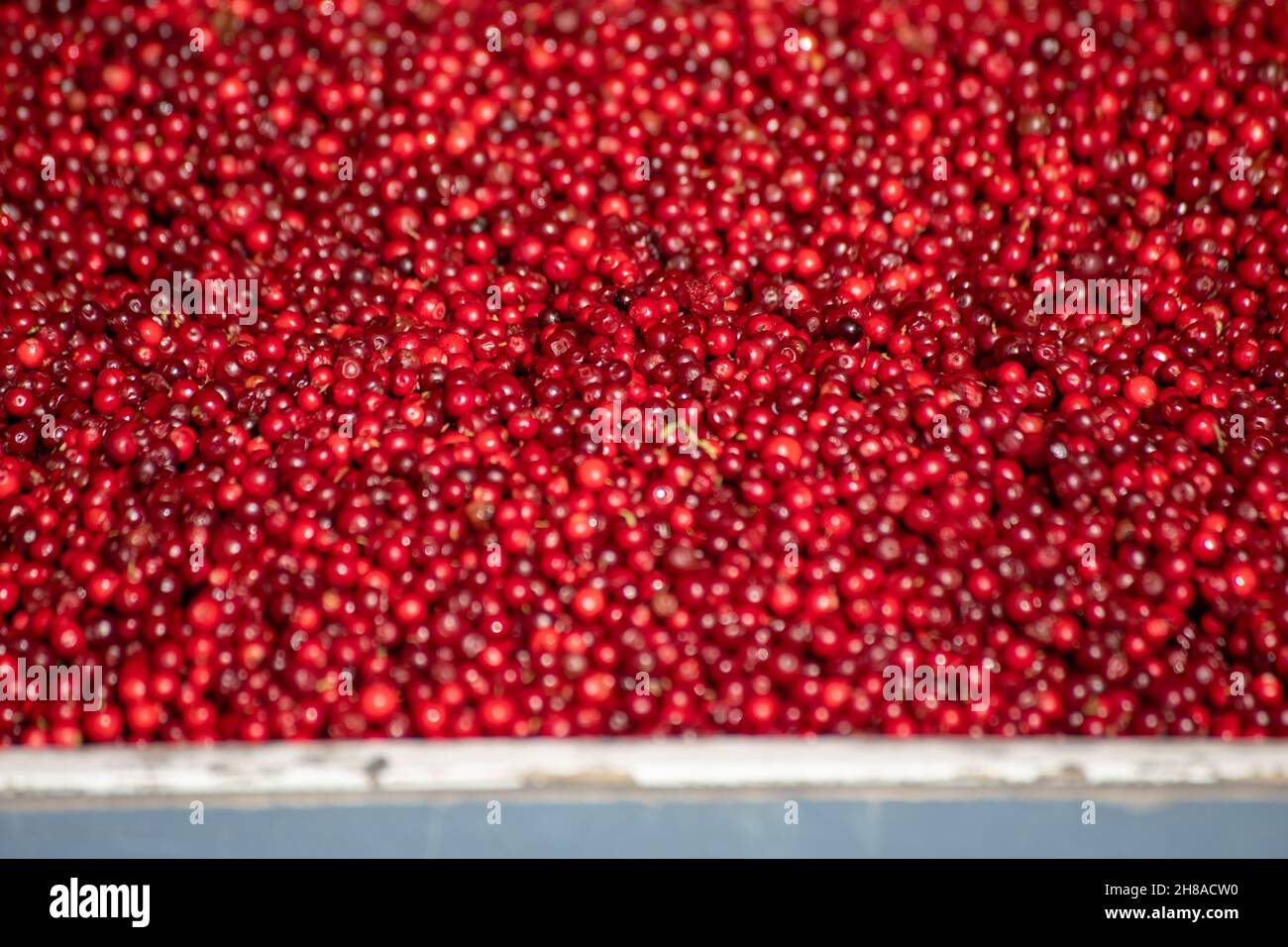 Lingonberries or cowberries for sale at Market Square Stock Photo