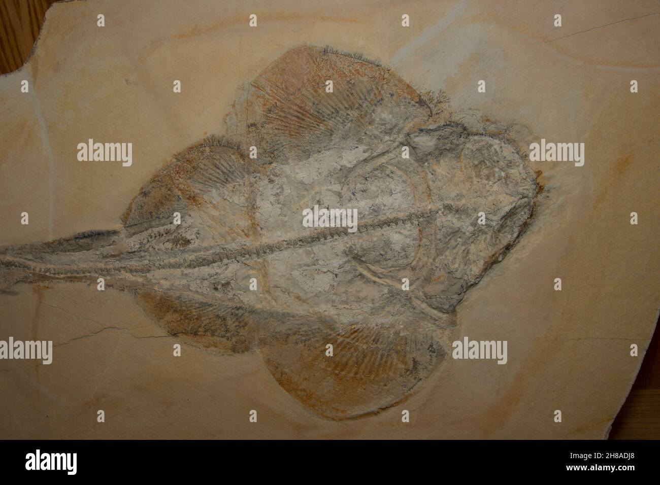 Fossil Guitarfish from the Solnhofen Formation Stock Photo