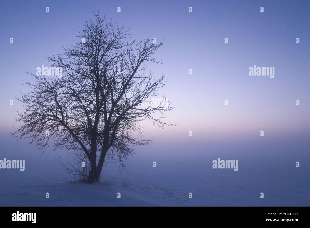 Foggy night tree silhouette hi-res stock photography and images - Alamy