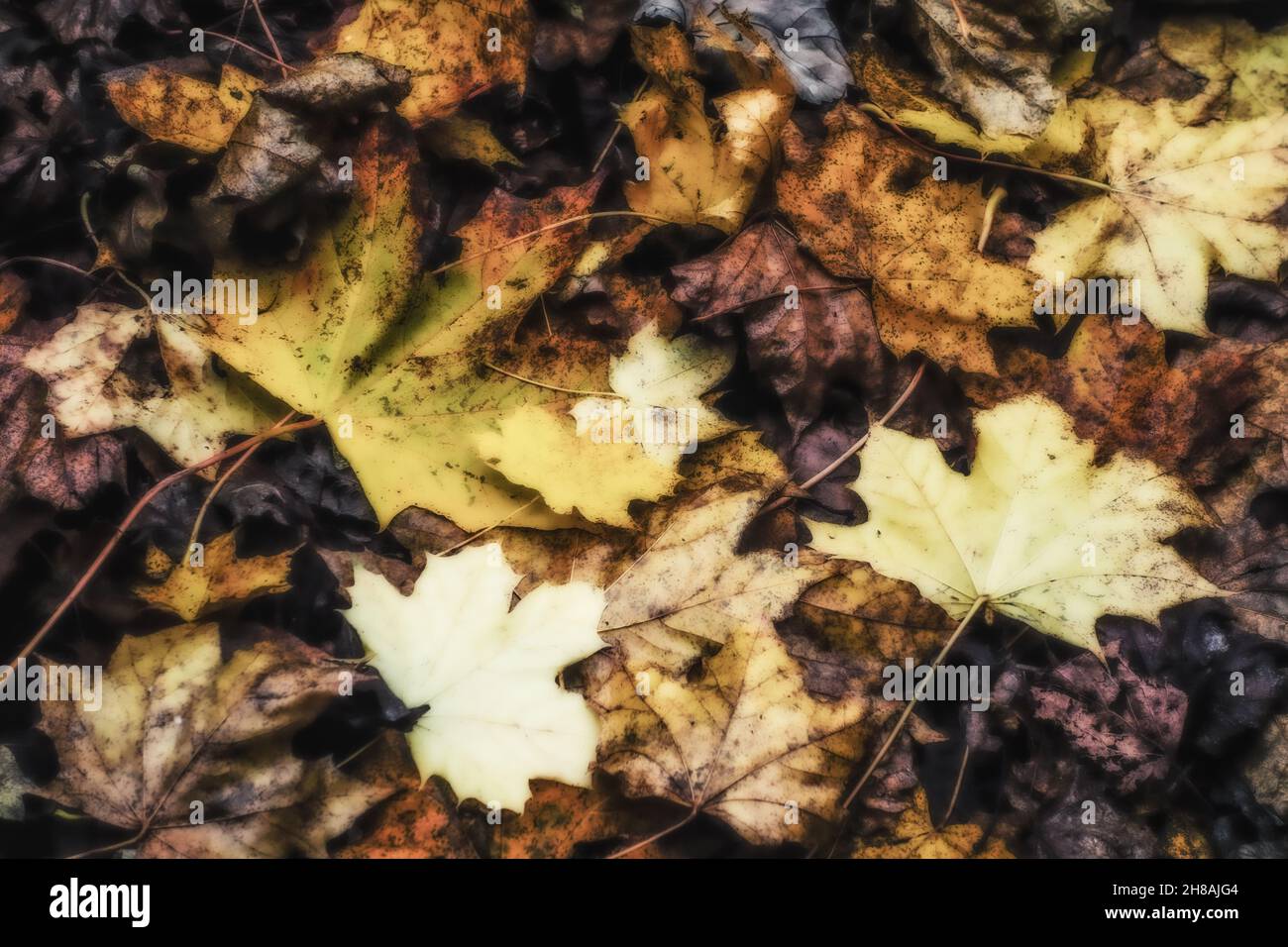 Dreamlike ethereal soft golden warm autumn leaves Stock Photo