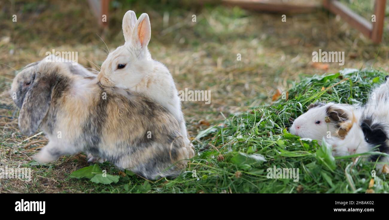 Two domestic rabbits run after each other. reproduction process Stock