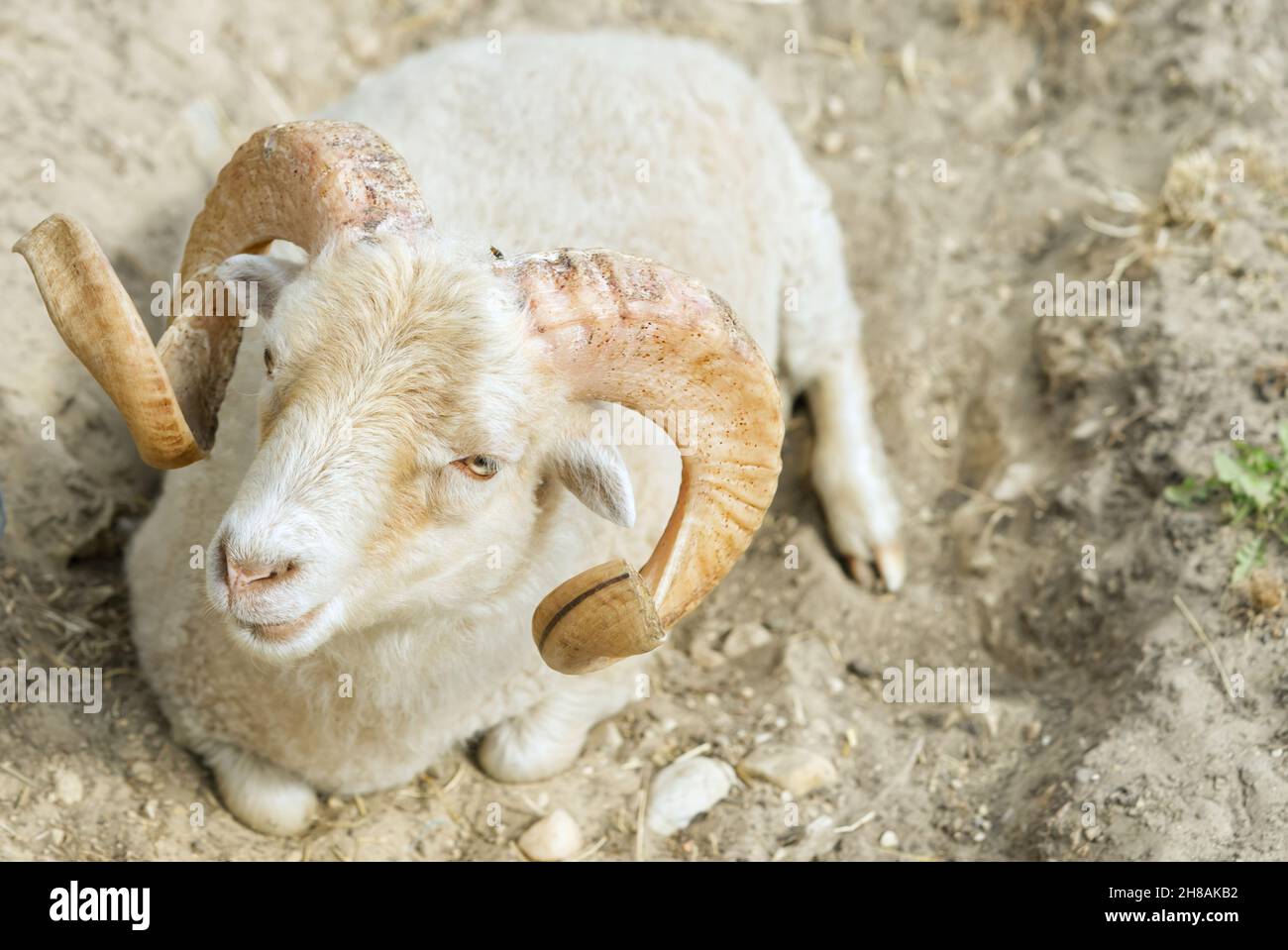 bighorn ram lies on the ground and rests Stock Photo