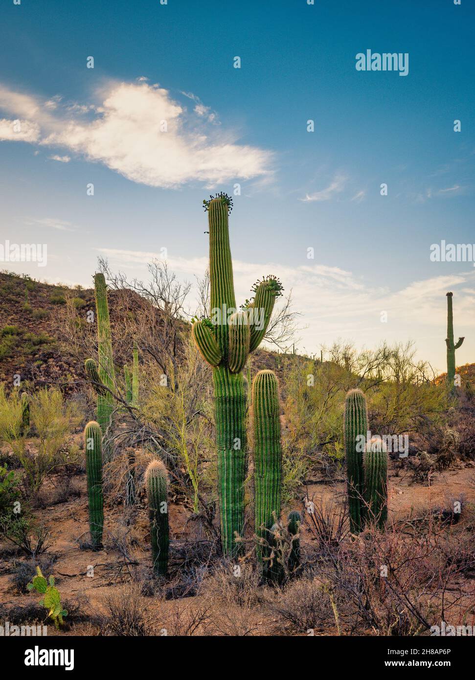 Family of Saguaros in Sonoran Desert