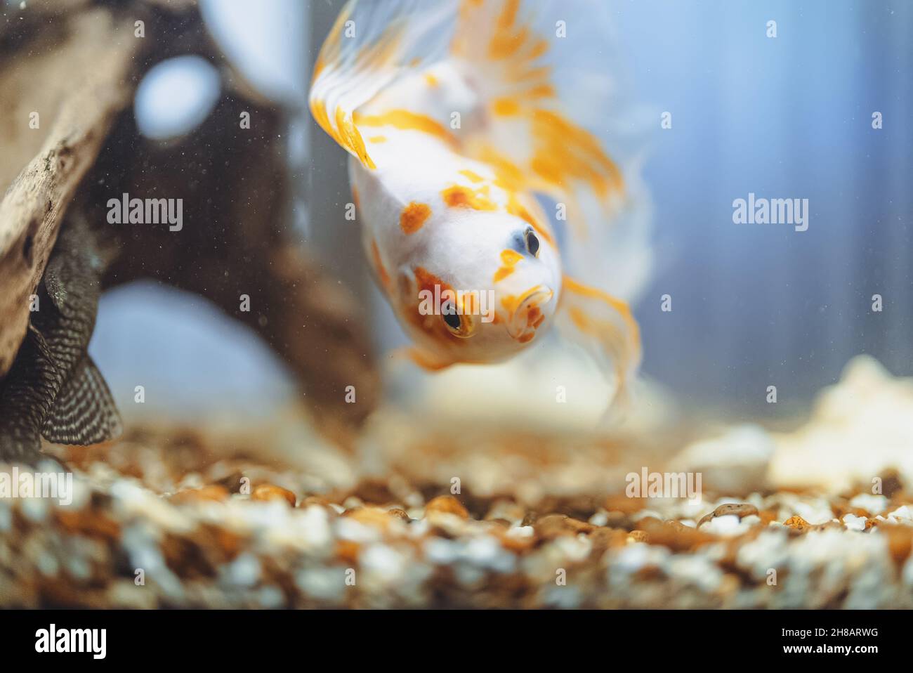 Goldfish in freshwater aquarium with stones. Stock Photo