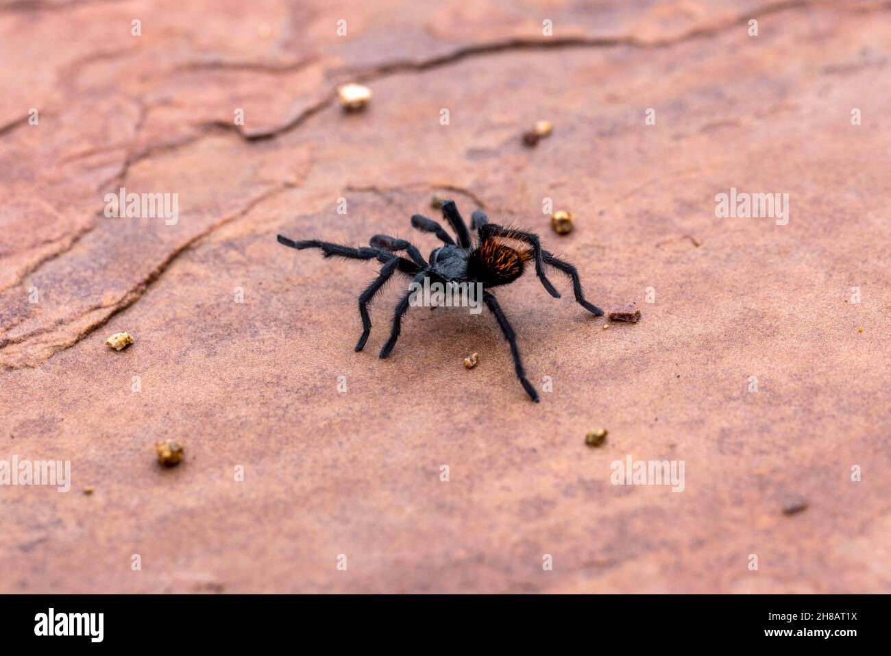 Phoenix, Arizona, Grand Canyon Black Aphonopelma spider walking on a pink flagstone. Stock Photo