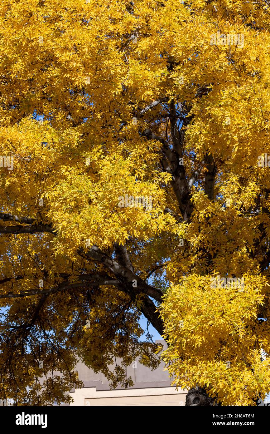 Golden elm tree hires stock photography and images Alamy