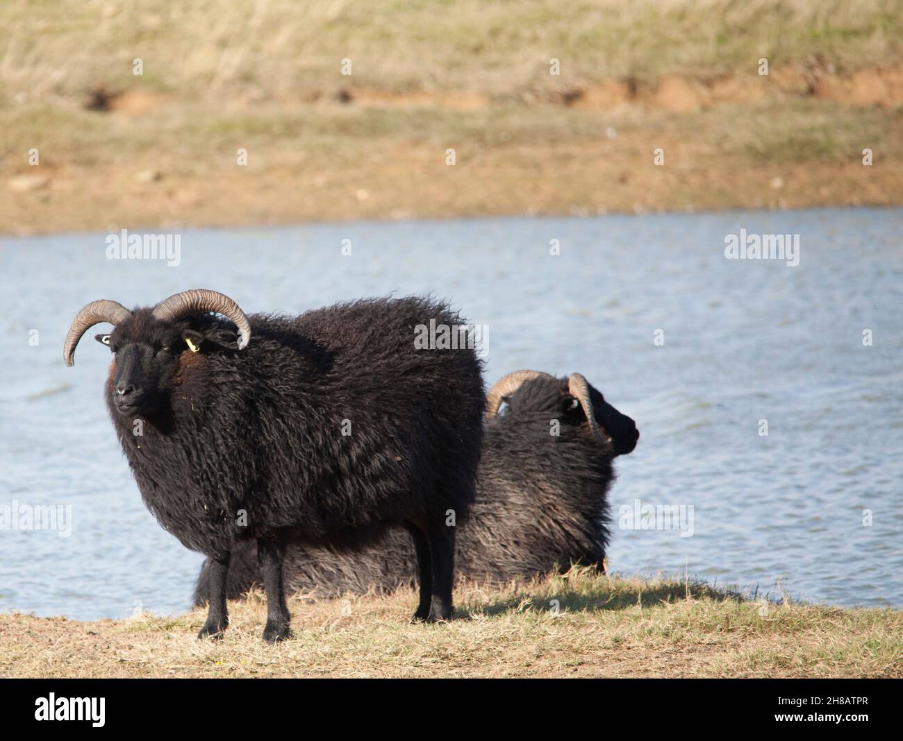 Black sheep Hebridean sheep at Spurn Point Yorkshire UK Stock Photo