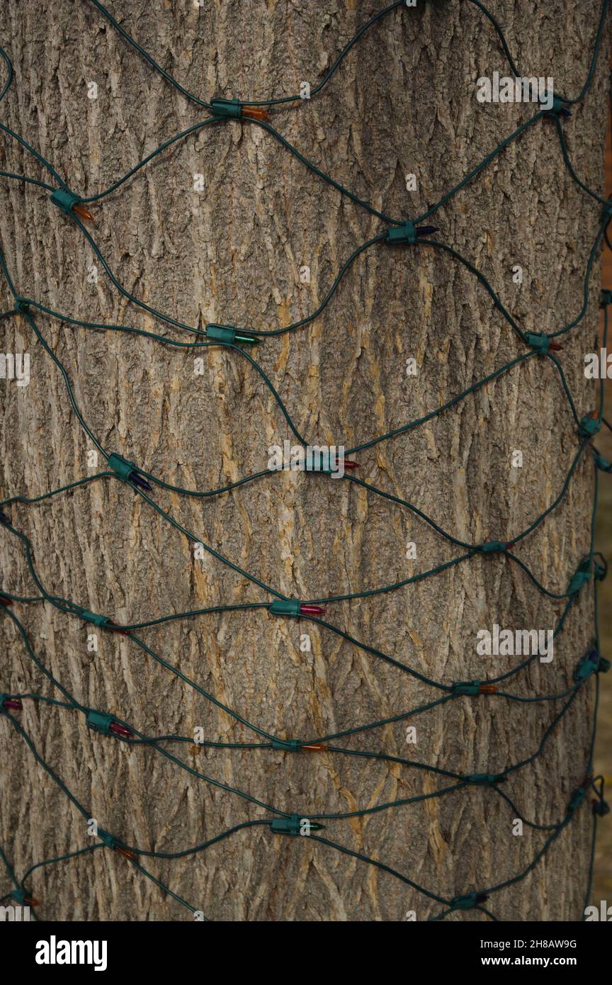 Darkened Christmas bulb netting hangs in a diamond pattern against the rough bark of a tree. Stock Photo