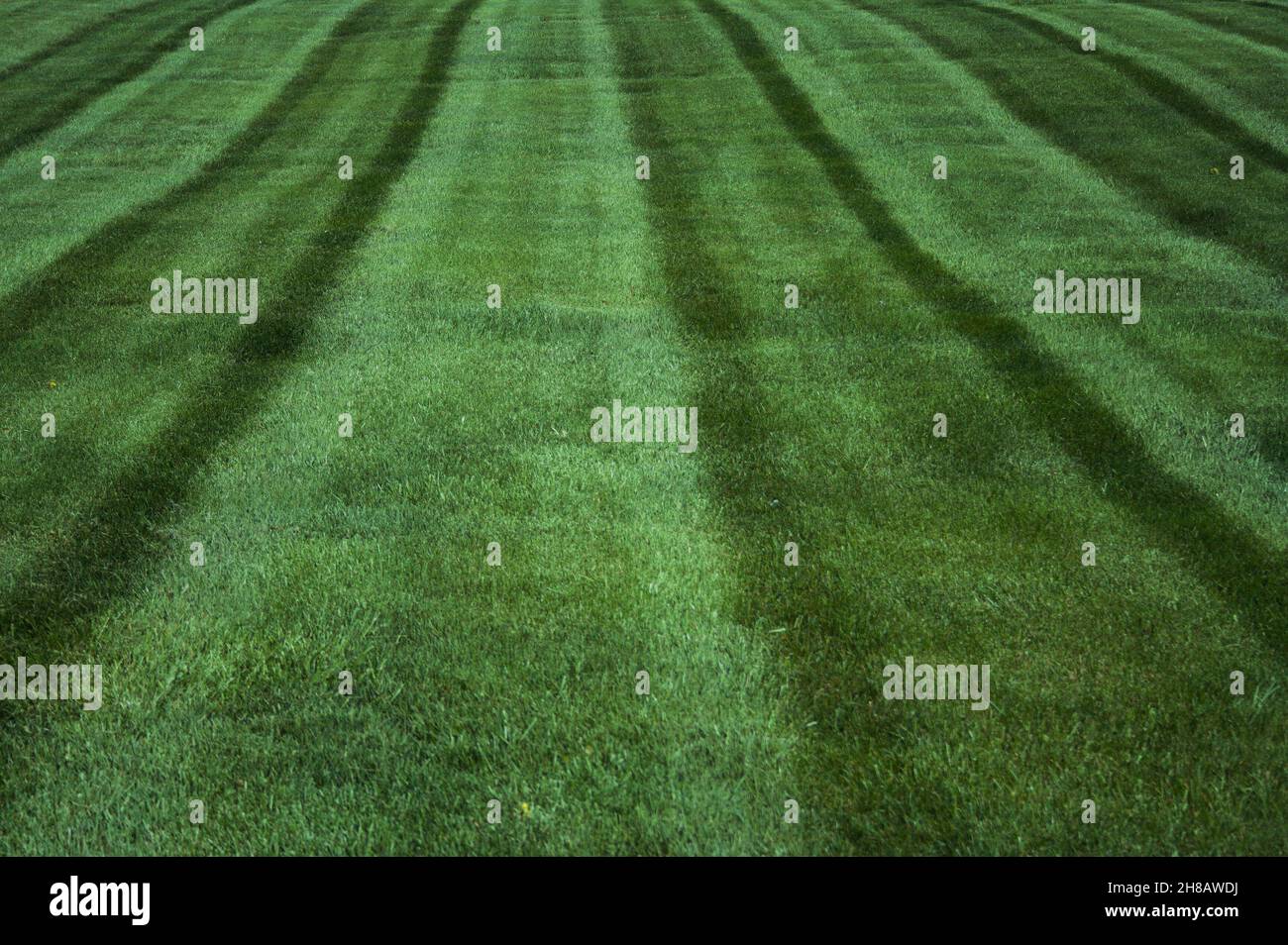 Fullframe photograph of the details of a grass yard that has been