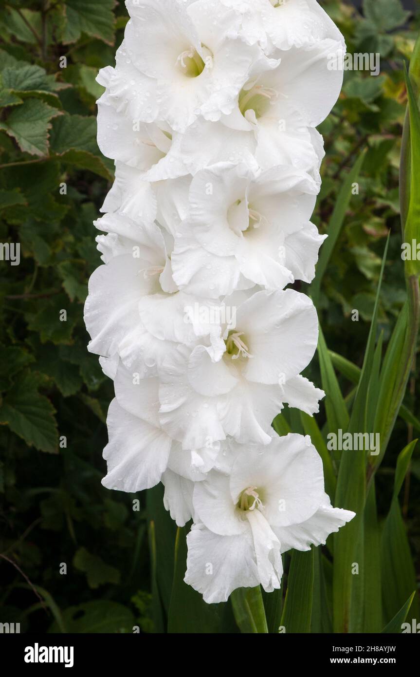 Close up of large white flowers of Gladiolus Essential against a background of leaves a summer & autumn flowering cormous perennial that is half hardy Stock Photo
