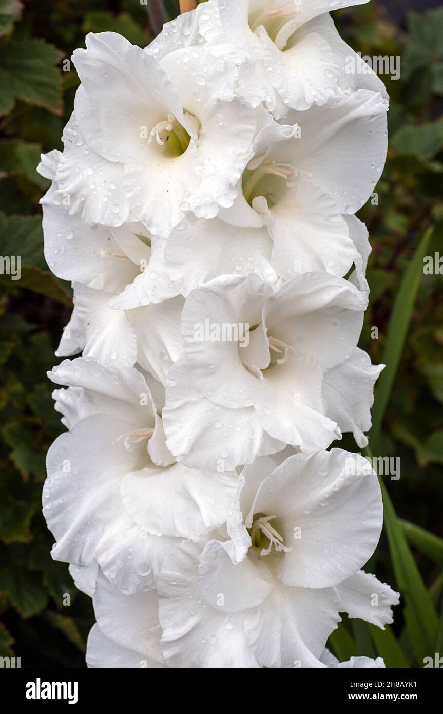 Close up of large white flowers of Gladiolus Essential against a background of leaves a summer & autumn flowering cormous perennial that is half hardy Stock Photo