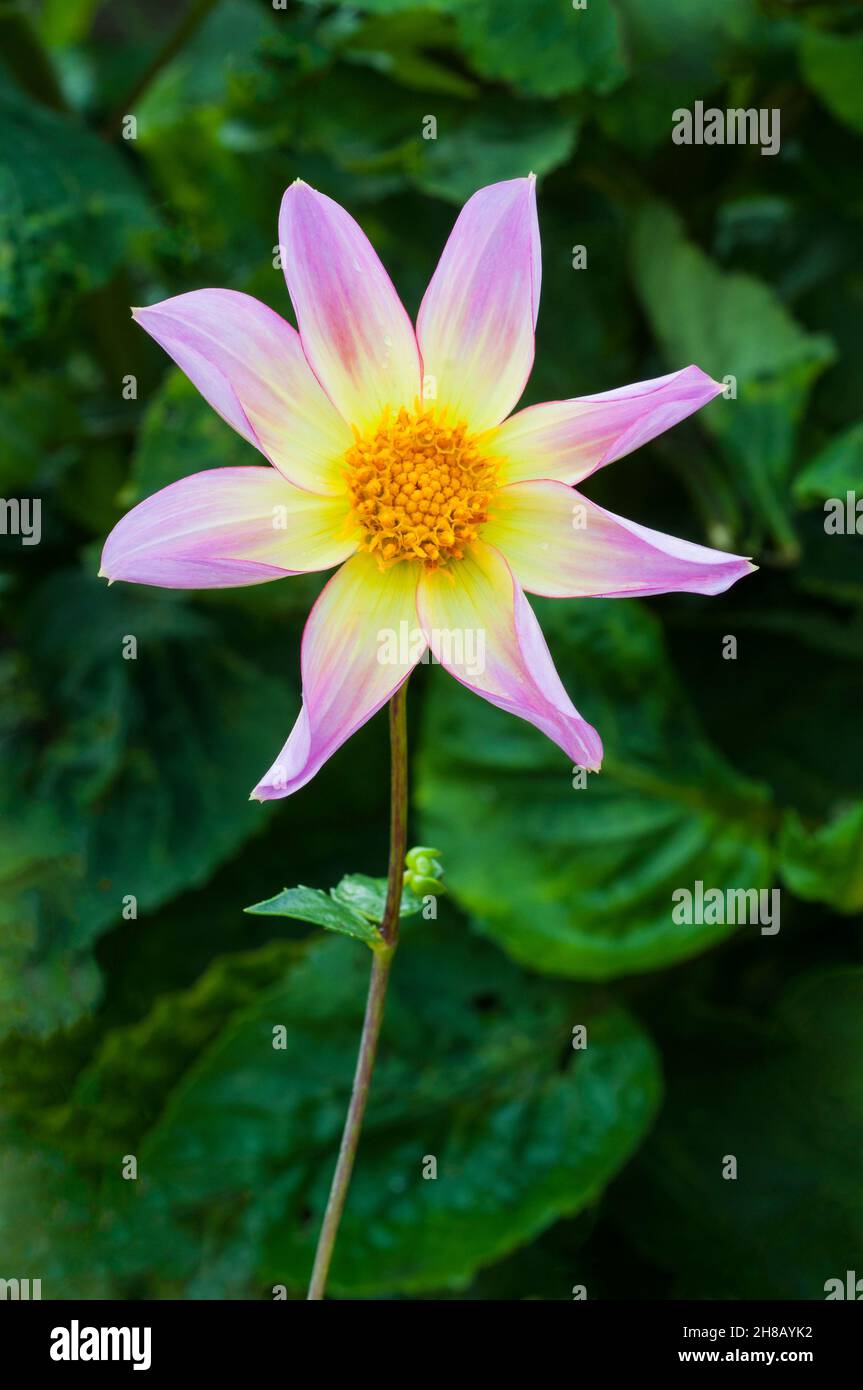 Close up of Dahlia Trelyn Serin a orchid star pink and yellow  flowering dahlia against background of green leaves a frost tender deciduous perennial Stock Photo