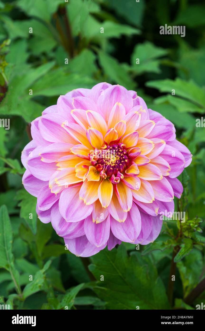 Close up of Dahlia Boogie Woogie a yellow white & pink Anemone flowering dahlia against background of green leaves a frost tender deciduous perennial Stock Photo