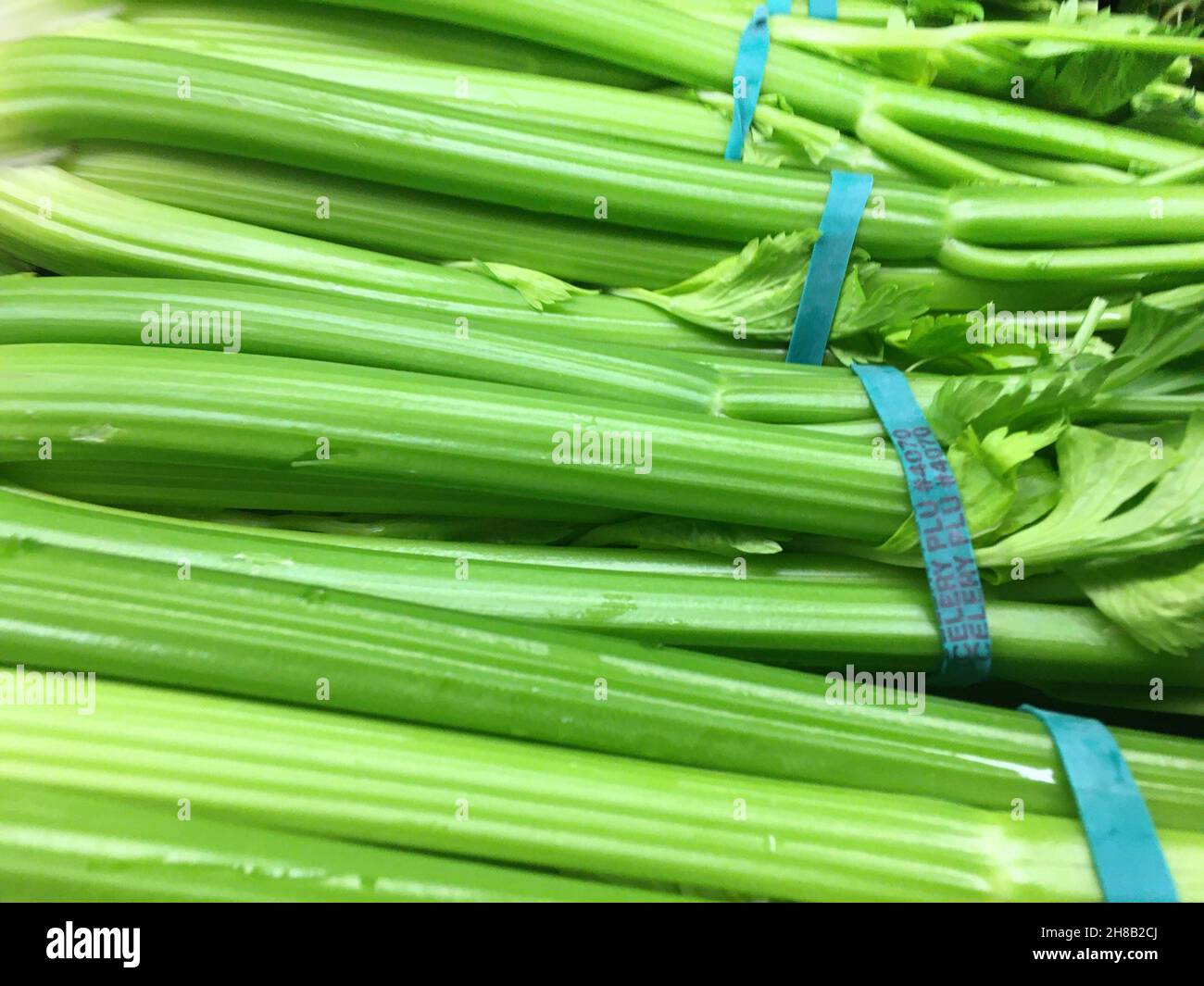 Bunch of celery with blue bands on display in a grocery store in
