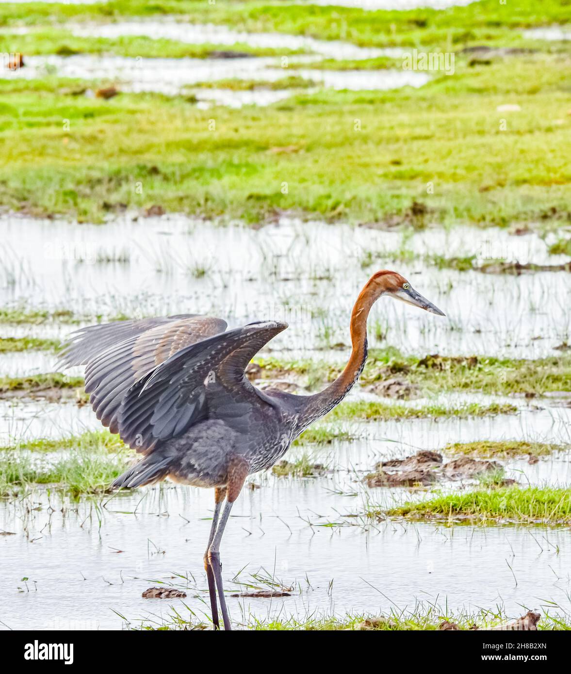 A Goliath herons (Ardea goliath), the world's largest living heron, stretches its wings as it hunts for prey in the wetlands of Amboseli National Park Stock Photo
