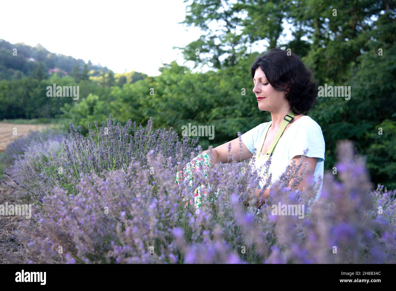 Woman in lavender field Stock Photo