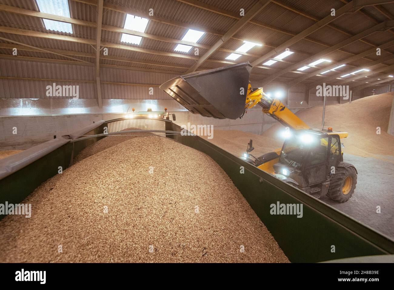 Earth mover pouring grain into trailer in barn Stock Photo